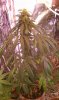 IMAG0016.jpg