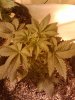 2011-04-10 19.28.37.jpg