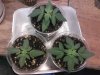 seedlings4-10 002.jpg