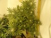 DSC00494.jpg