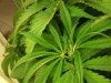 thin leaves.jpg
