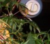 Plants 021.jpg