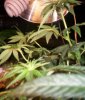 Plants 019.jpg
