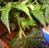 Plants 016.jpg