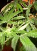 Plants 015.jpg