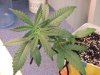 26 days till harvest & kilo at 23 days old 014.jpg