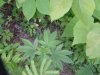 DSC05180.jpg