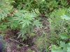 DSC05177.jpg