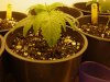 DSC00075.jpg