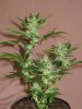 bonsia queen 7 weeks.jpg