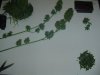 DSC01953.jpg