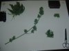 DSC01952.jpg