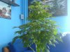 DSC08194.jpg