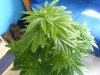 DSC08195.jpg