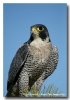 peregrine_falcon7619.jpg peregrine_falcon7619.jpg