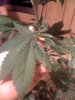 bad leaf 2.jpg