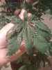 bad leaf.jpg