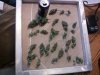 blackk domina#1 harvest! 002.jpg