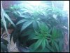 4-04Plant3.jpeg 4-04Plant3.jpeg