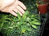plant abuse (4).jpg