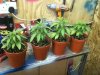 grow 2011 001.jpg grow 2011 001.jpg