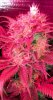 budzoom1.jpg