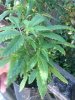 IMG-20110414-00131.jpg