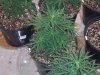 Blue Dream2.jpg