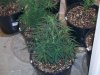 Blue Dream1.jpg