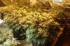 GdG2 Wk 3.5 Canopy.jpg