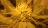 GdG2 Wk 3.5 Bud2 Close.jpg
