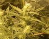GdG2 Wk 3.5 Bud.jpg