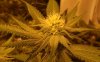 GdG2 Wk 3.5 Bud2.jpg