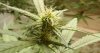 Sunset test Wk 2.5 Bud.jpg