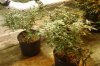Sunset test plants Wk 2.5 canopy.jpg