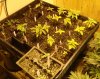 Seedlings Dx + Ox.jpg
