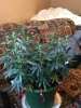 IMG_0206.jpg