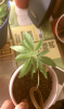 4-4-16-11.png 4-4-16-11.png