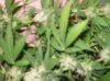 100_2997.jpg