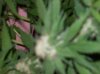 100_2993.jpg