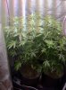 AZ Legal Medical Grow.JPG