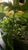 2011-04-17_17-22-24_116.jpg 2011-04-17_17-22-24_116.jpg