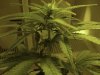 45_days-4.jpg