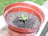 pot3.jpg