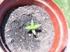 pot4.jpg