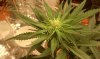 main420.jpg