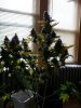 whiteberry 006.jpg