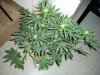 P1010007.jpg