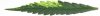 Leaf with yellow patch.jpg Leaf with yellow patch.jpg
