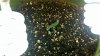 2011-04-12_06-19-43_295.jpg 2011-04-12_06-19-43_295.jpg